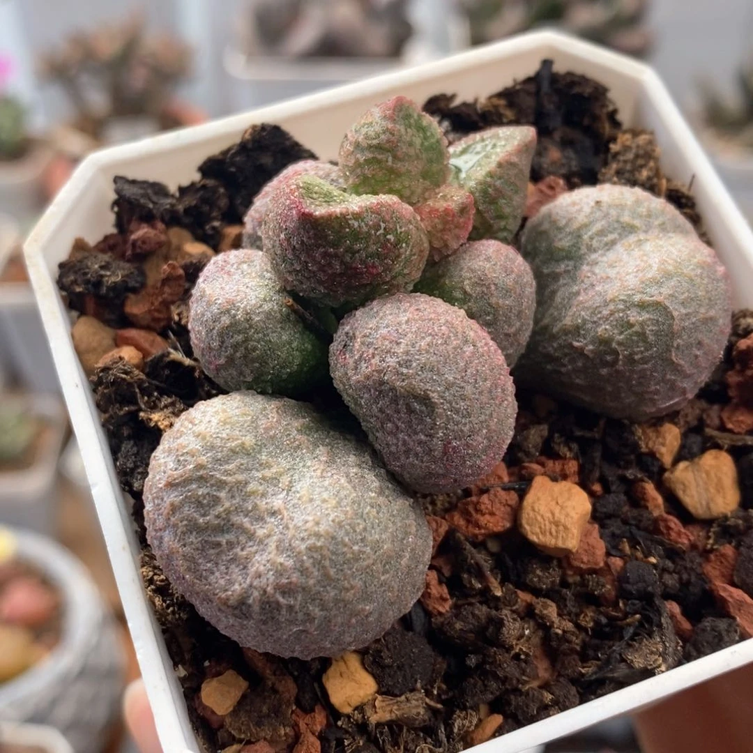 水蜜桃水泡多肉植物