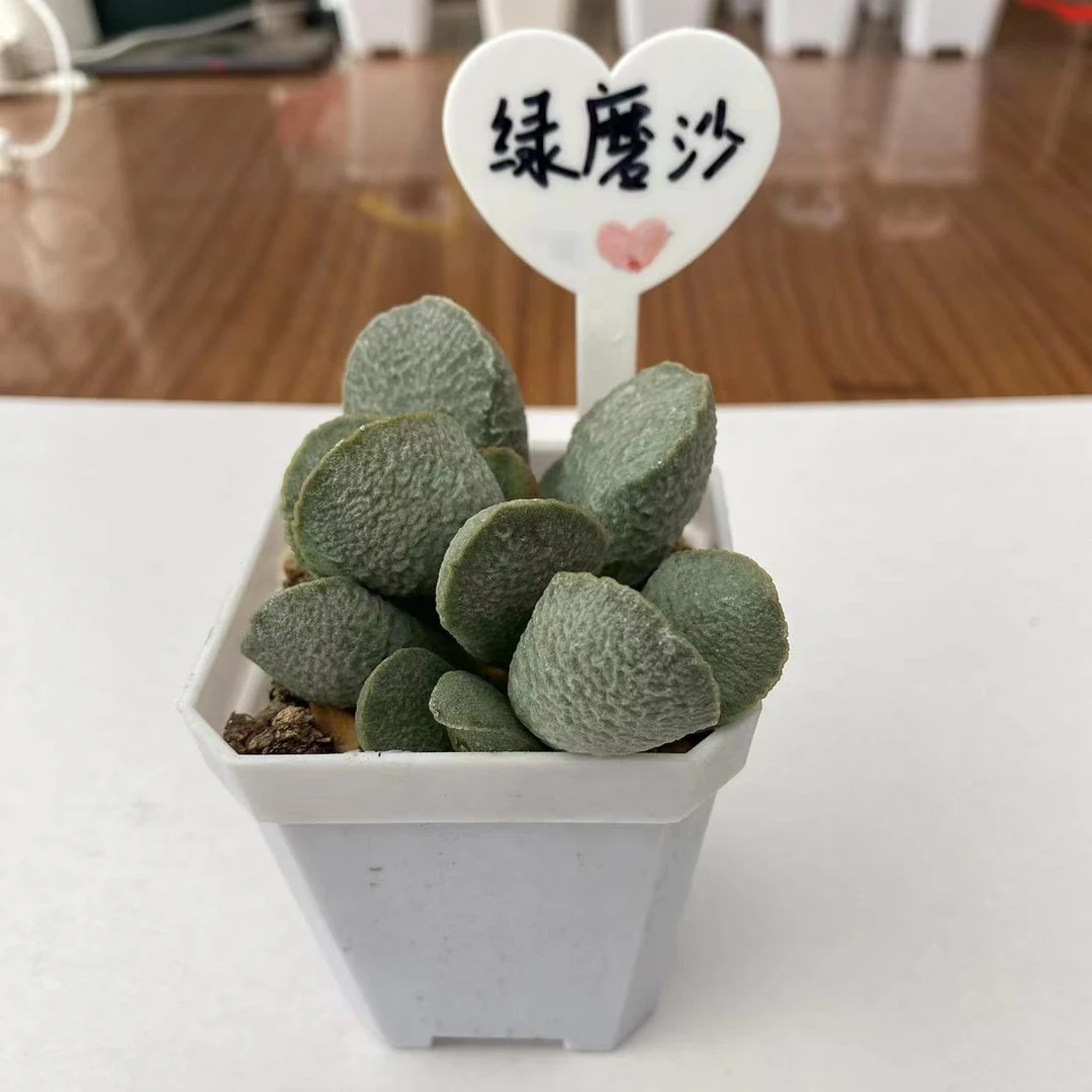 【绿磨砂】7cm白方盆精品小型稀有美观爆款水泡多肉