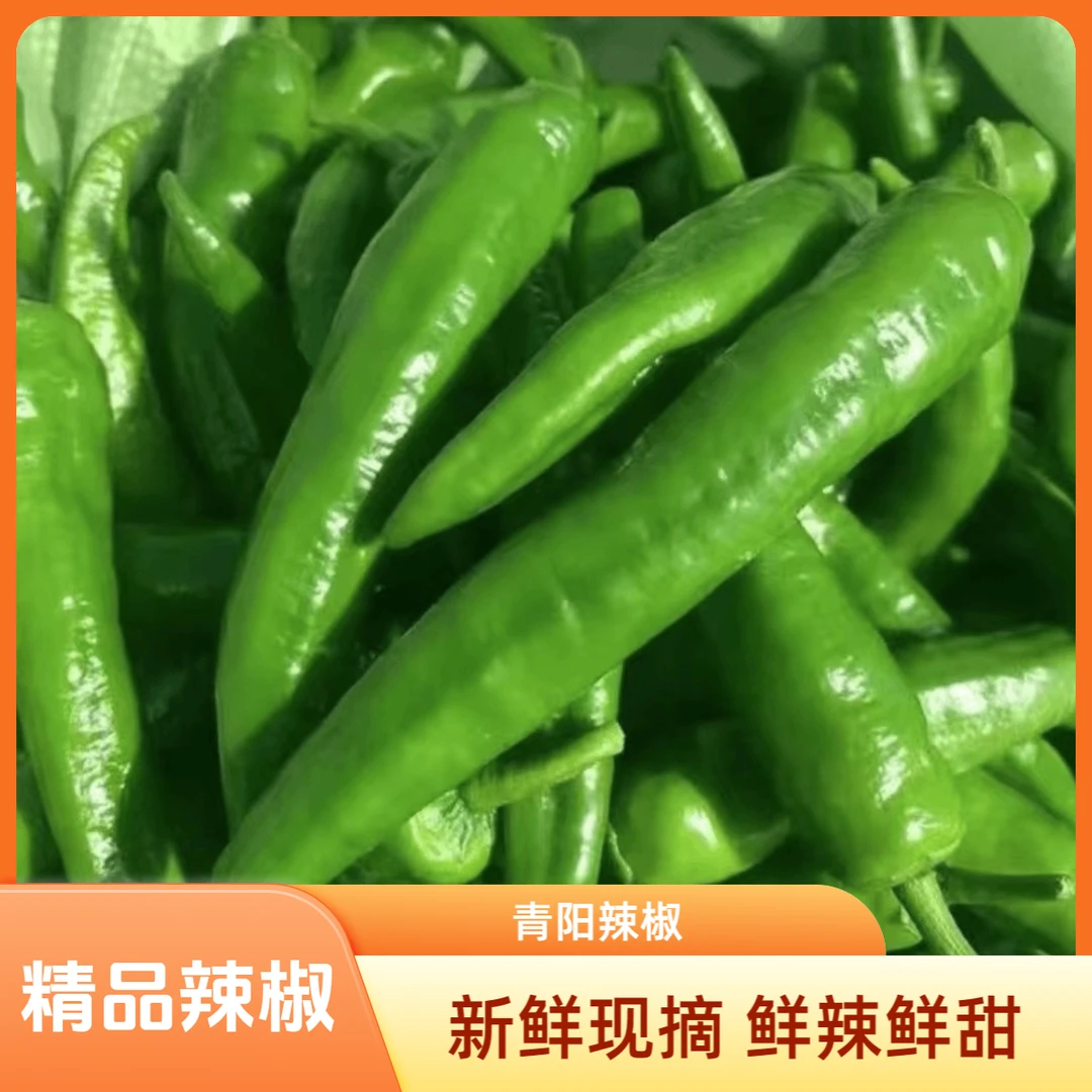 【现摘现发】青阳辣椒中辣新鲜现采摘土辣椒羊角椒虎皮辣椒皮薄辣椒