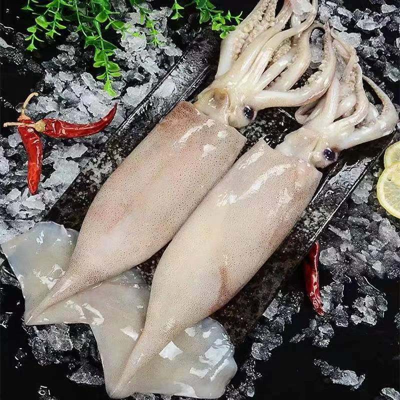 连云港发货 海捕鱿鱼