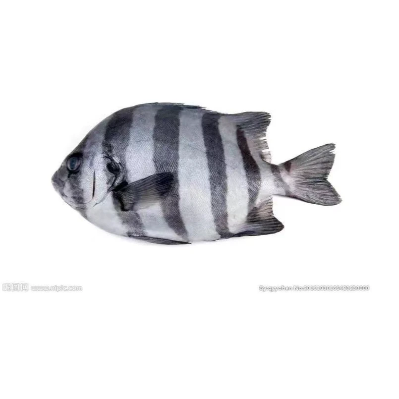 连云港海鲜 海捕野生斑石鲷（斑马鲳）