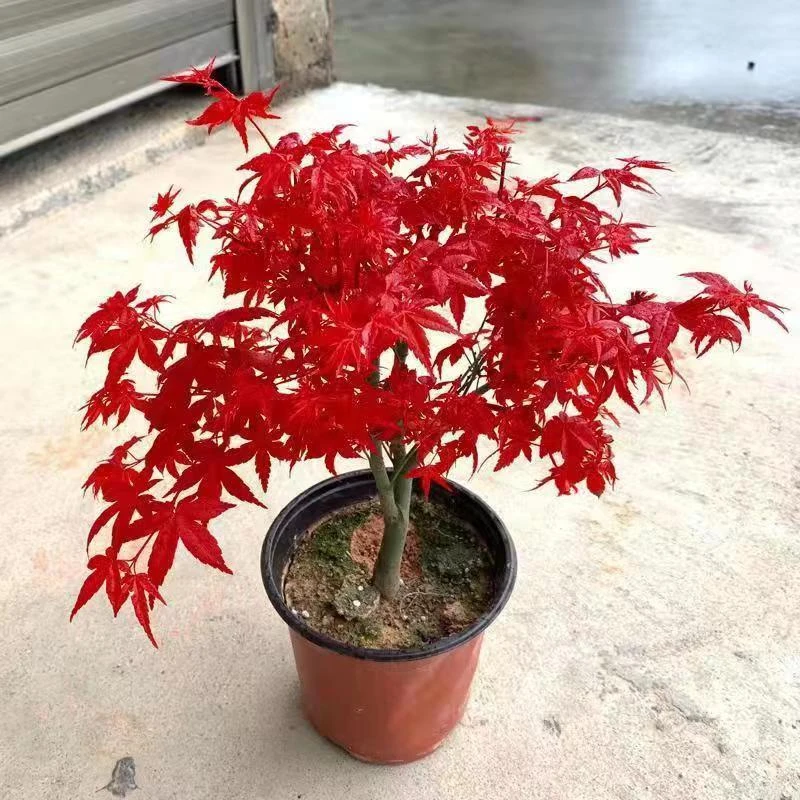 日本进口红枫盆景盆栽及地栽