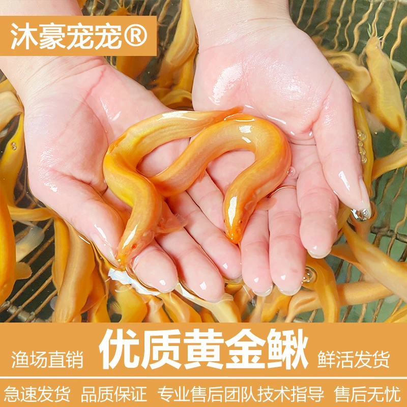 黄金小泥鳅苗清道夫小金龙鳅耐活好养观赏鱼冷水淡水鱼工具鱼