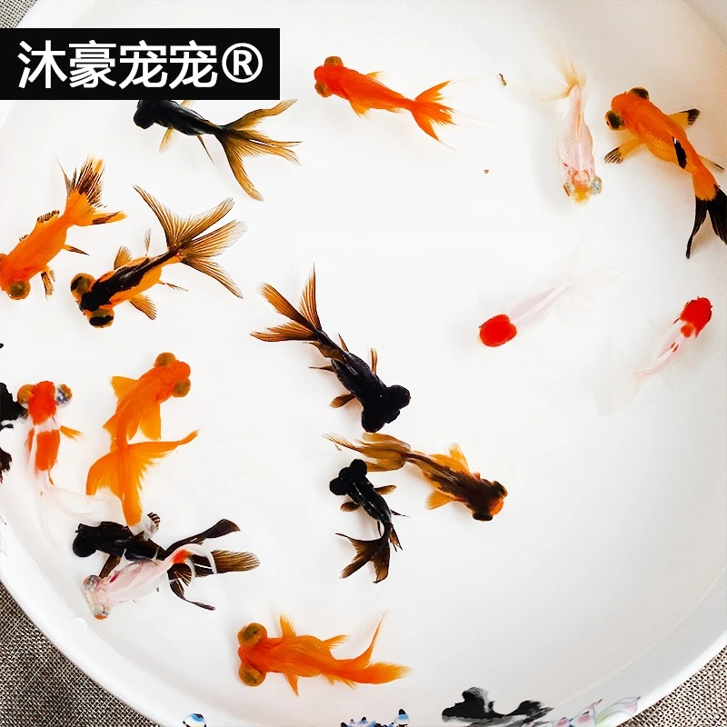 小金鱼观赏鱼鸿运当头狮子头龙睛鱼缸鱼池混养淡水鱼冷水鱼耐养鱼