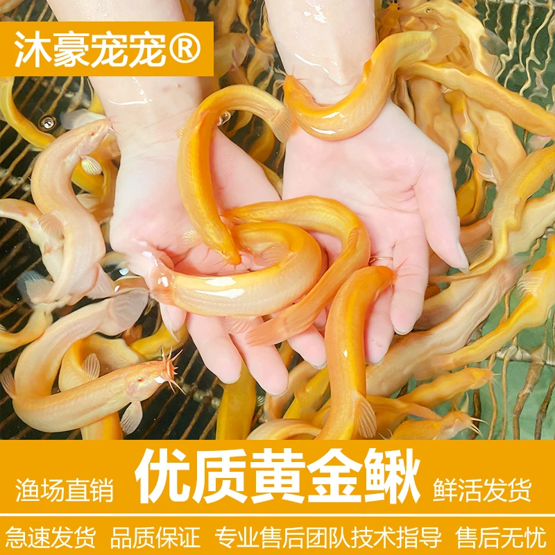 沐豪宠宠【运营推荐】清洁工鱼黄金泥鳅金龙鳅观赏鱼好养耐活工具鱼