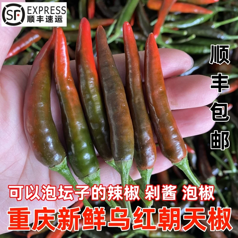 【顺丰包邮】重庆乌红辣椒新鲜现摘朝天椒酱色泡椒泡坛子农家小米辣