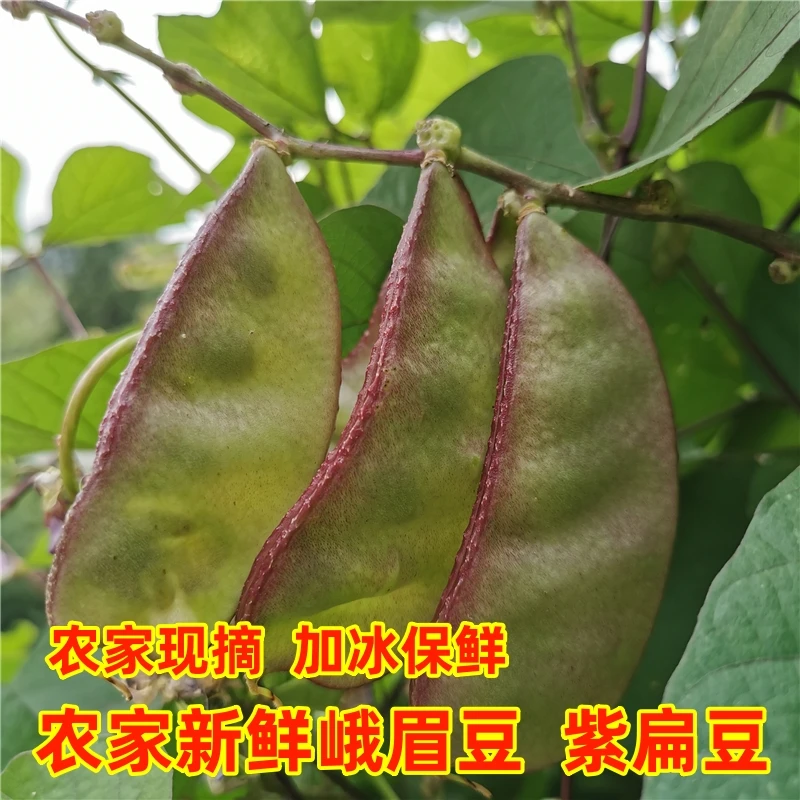 扁豆角新鲜峨眉豆角现摘农家眉豆梅豆猪耳朵刀豆茶芸豆重庆1-5斤