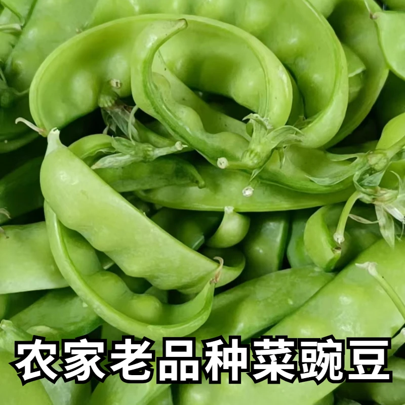 重庆新鲜菜豌豆角农家自种菜豌豆管带壳吃本地菜豌豆荚焖炖汤炒箜