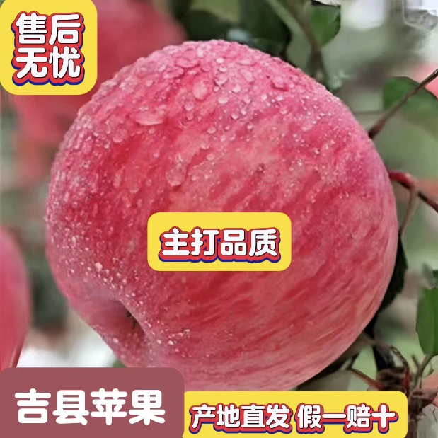 吉县苹果【2025年新果】中秋好礼 吉县红富士苹果 脆甜多汁包邮发货