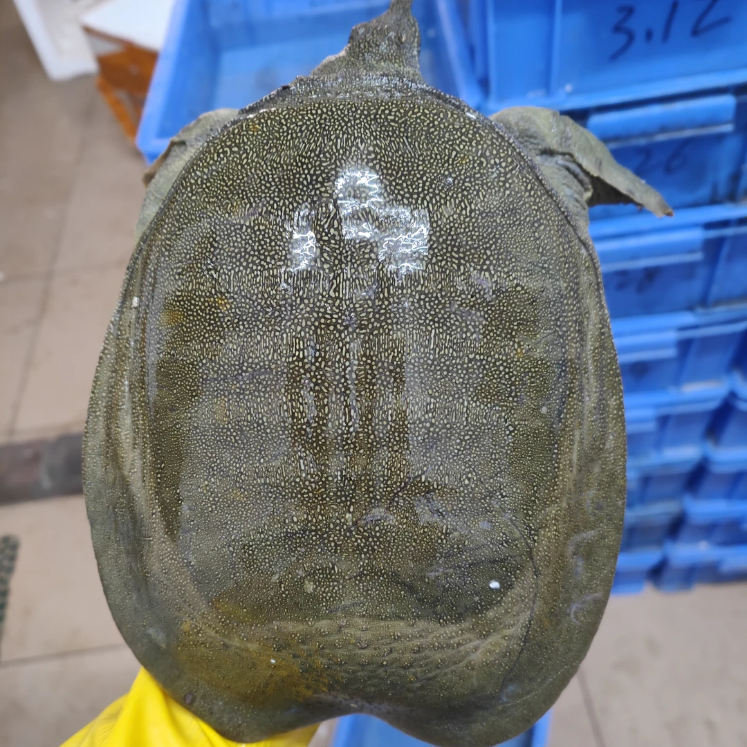 母甲鱼 本地外塘甲鱼 精品甲鱼 包活到家
