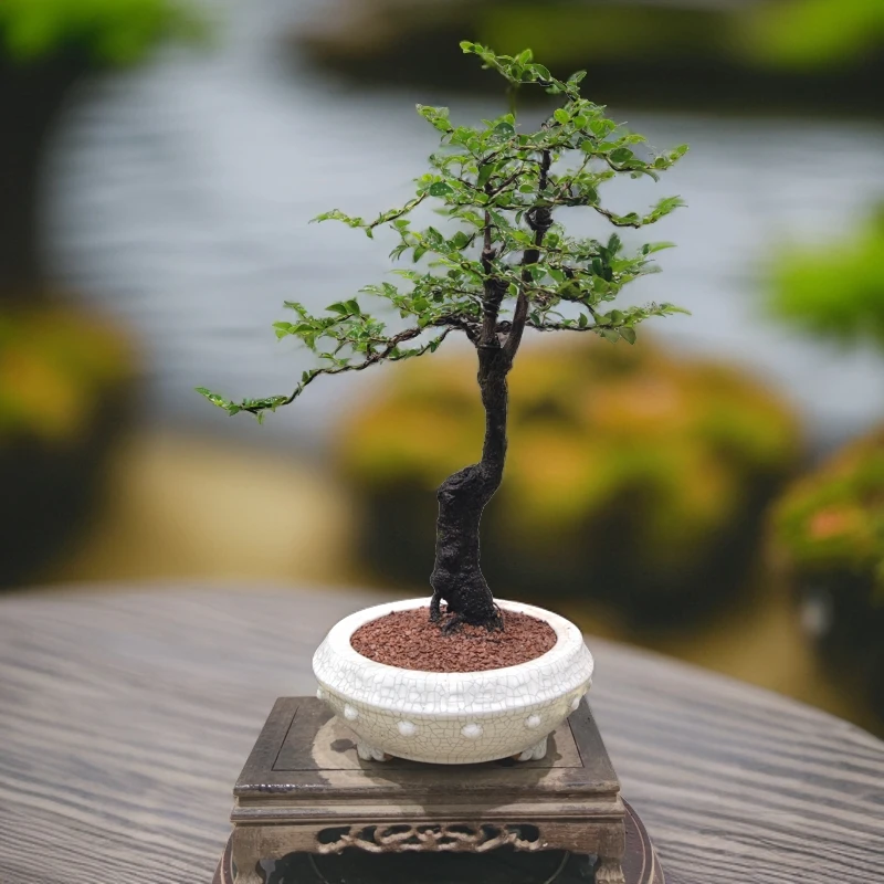 惠景园精品老桩黑骨茶盆景