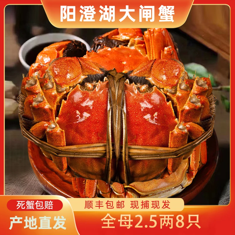【活蟹】阳澄湖大闸蟹子轩蟹全母2.5两8只装高标准养殖塘养