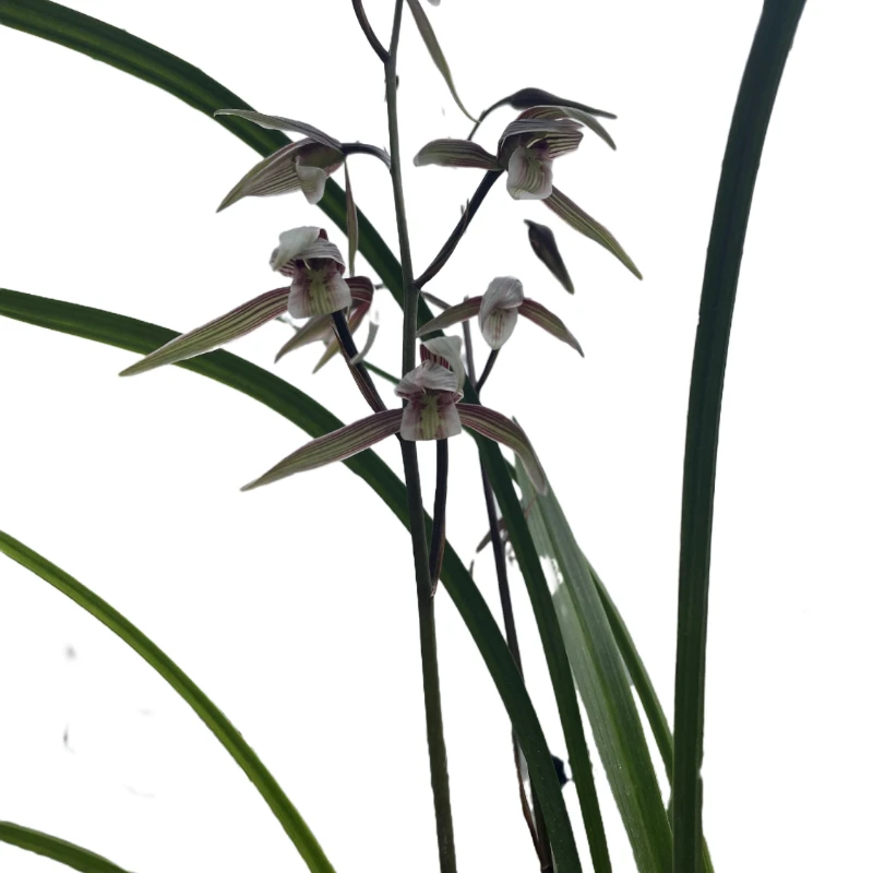 现场直播兰花室内盆栽绿植花卉带花苞带花书房办公桌茶室兰花直播