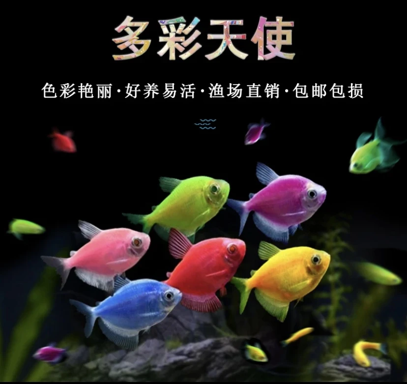 好养小型淡水天使鱼糖果多彩混色热带群游新手练手好养活观赏鱼