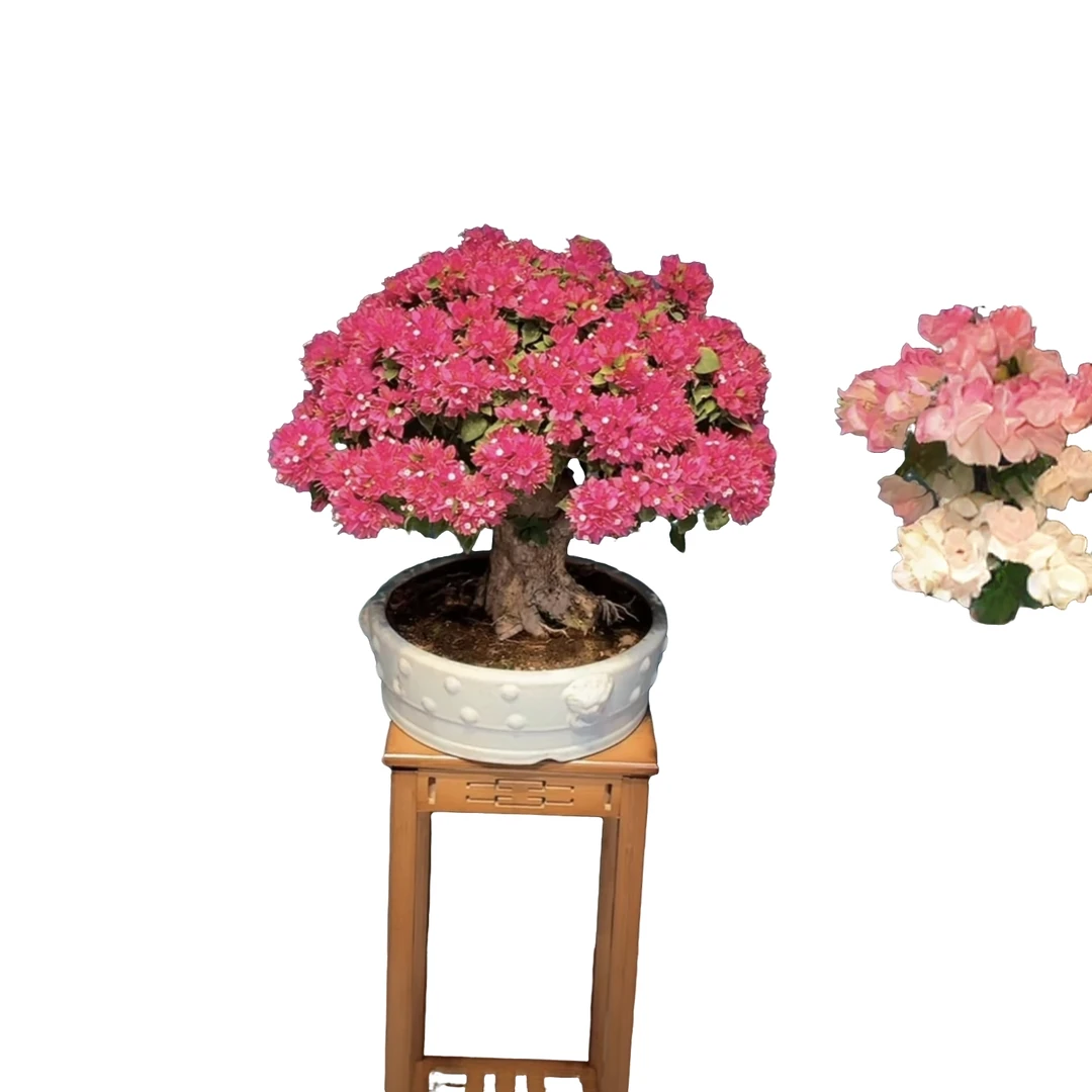 矮霸小桃红三角梅（一物一拍）