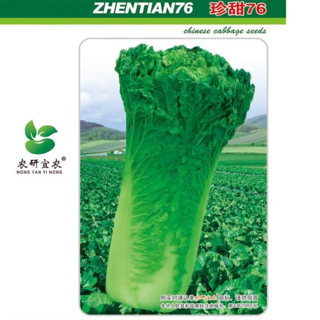 珍甜76散头青麻叶白菜种子白菜好吃