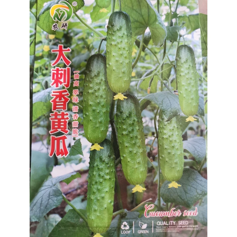 大刺香黄瓜种子,100粒,甜脆好吃,几乎节节有瓜