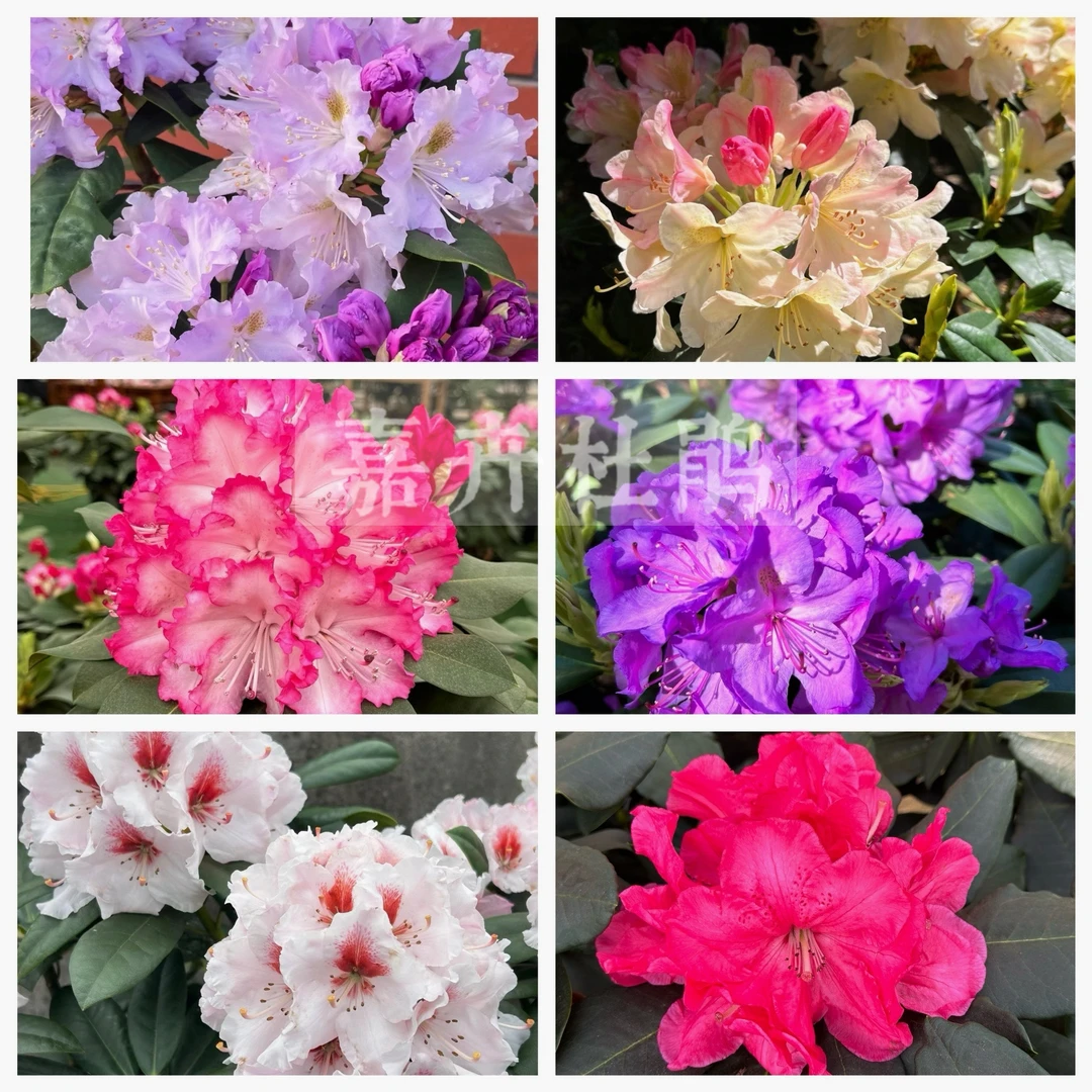 【一物一拍】高山杜鹃原盆原土 耐热耐寒 木本花卉 绿植盆栽地