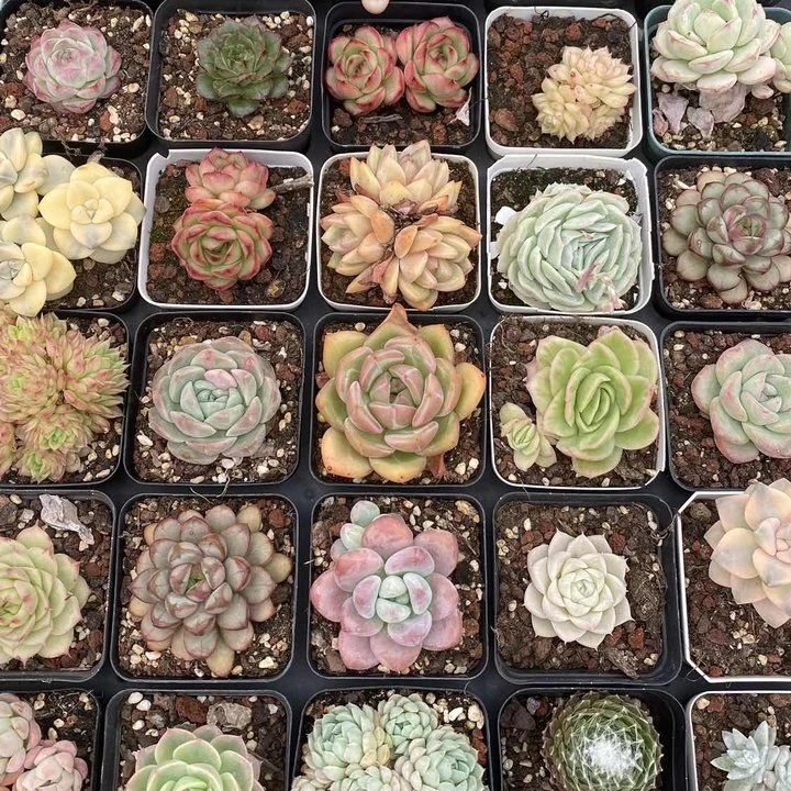 多肉植物  蓝星多肉花园精品七方多肉8颗组合包邮