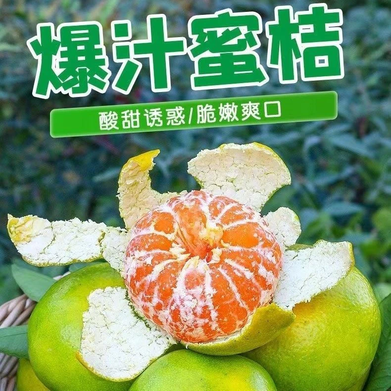 正宗寻乌蜜桔橘子青皮清香柑橘新鲜采摘孕妇水果顺丰包邮酸甜薄皮