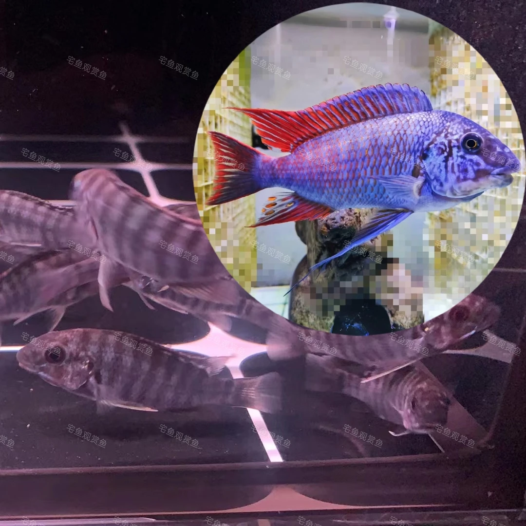 【稀有双野F1】龙果拉龙王5-6cm 热带鱼观赏鱼坦湖龙王鲷三湖慈鲷