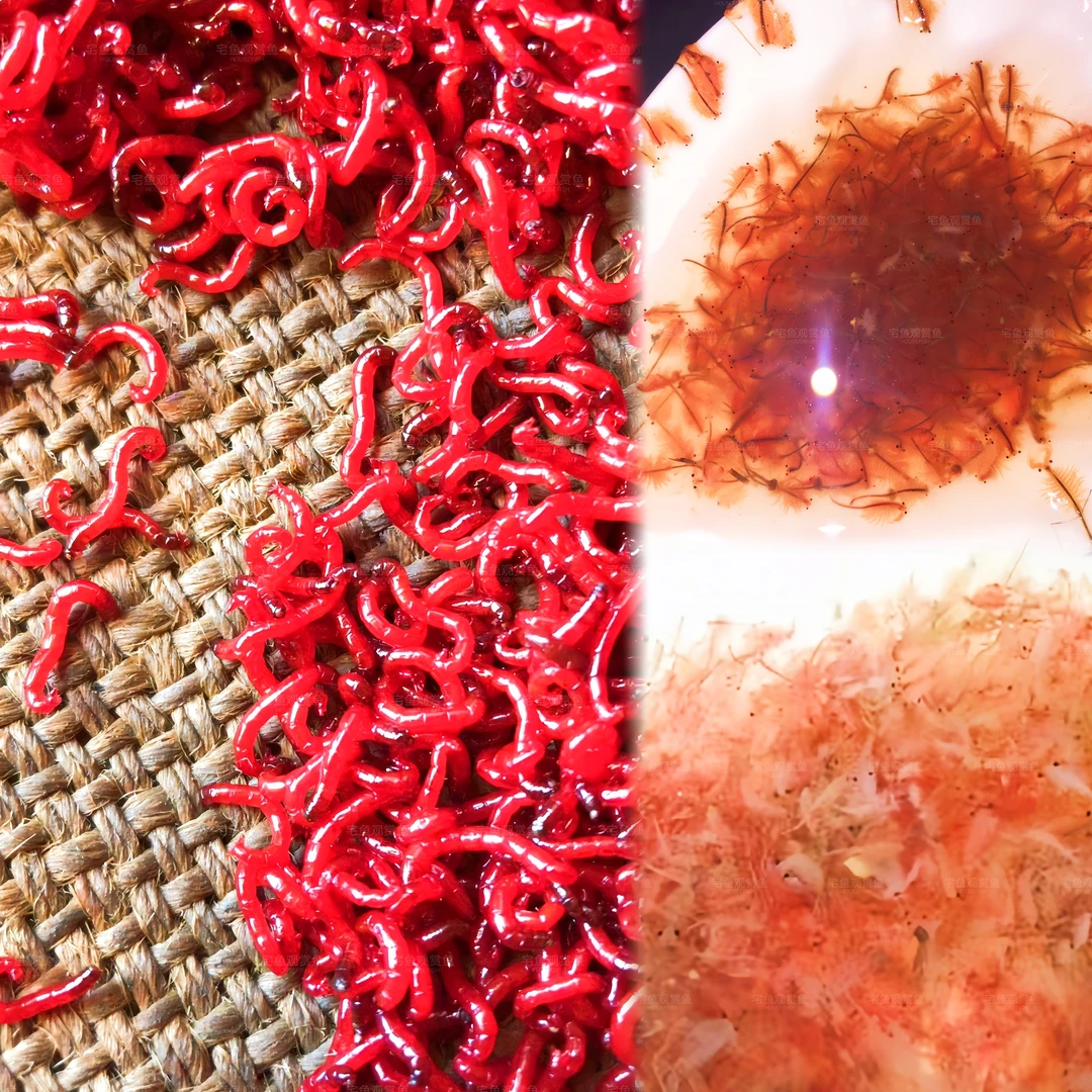 冰冻红虫冷冻丰年虾冷冻鱼食冷冻红虫丰年虾热带鱼海水鱼饲料鱼食
