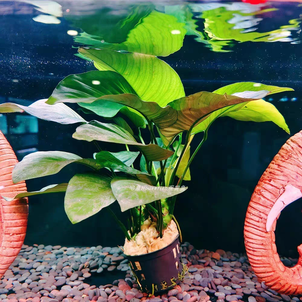 【精品】大水榕 一颗