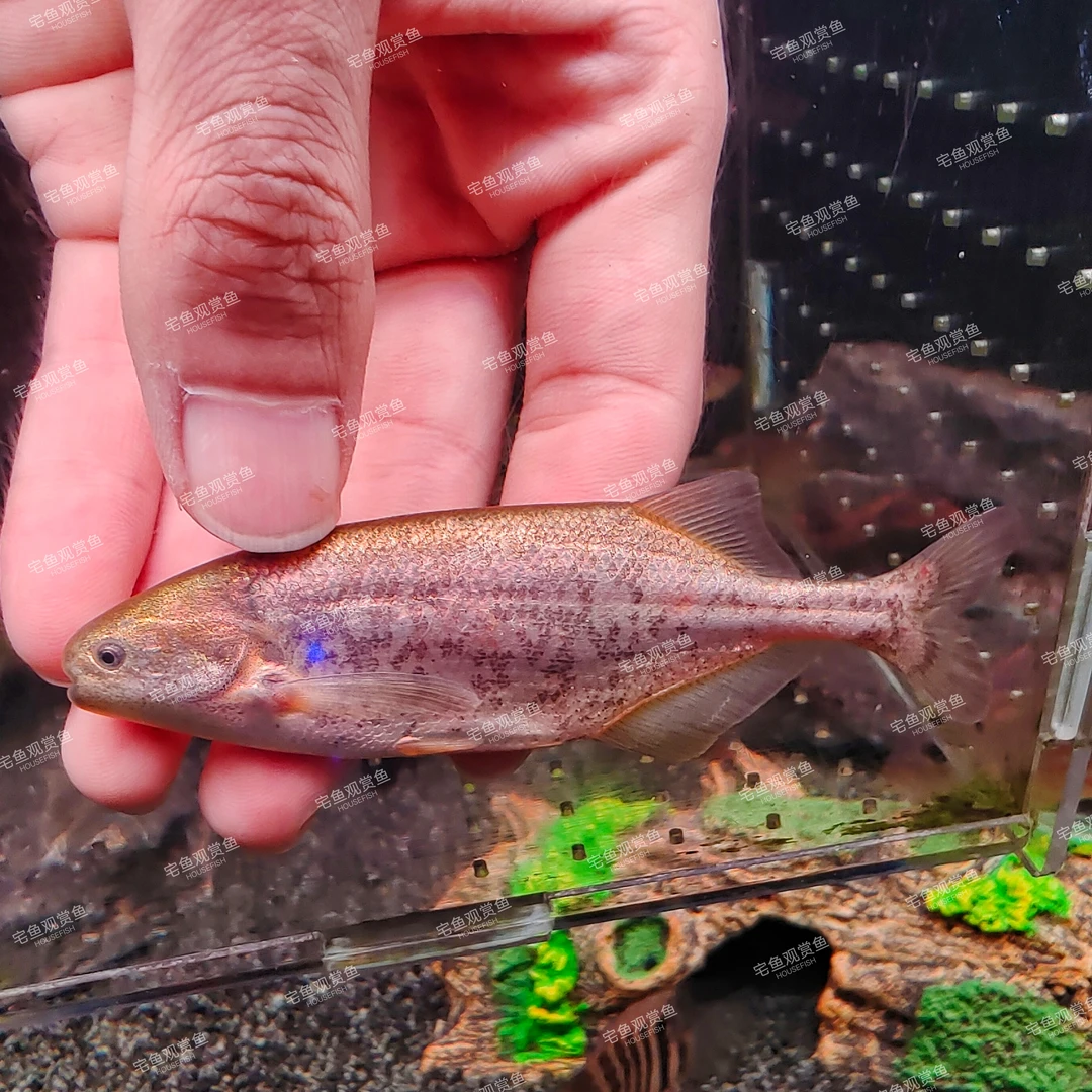 【小猪佩奇】金海豚佩奇5-8cm一条