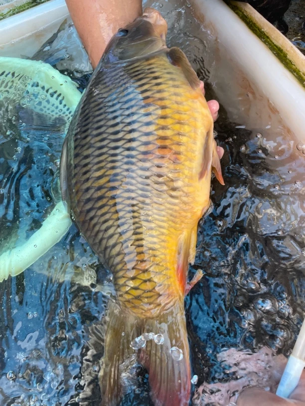 大山原生溪流鲤鱼京东中通包邮到家