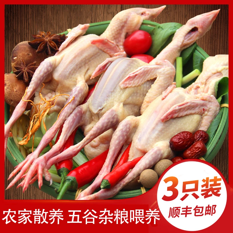 正宗散养鸽子现杀新鲜鸽子炖生鲜鸽子汤乳鸽子直播售卖每只6-7两