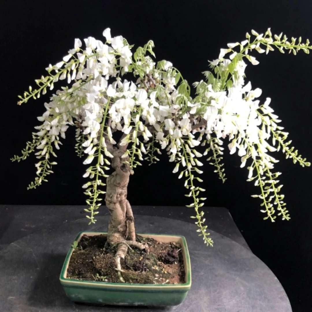 大树型银藤开花香