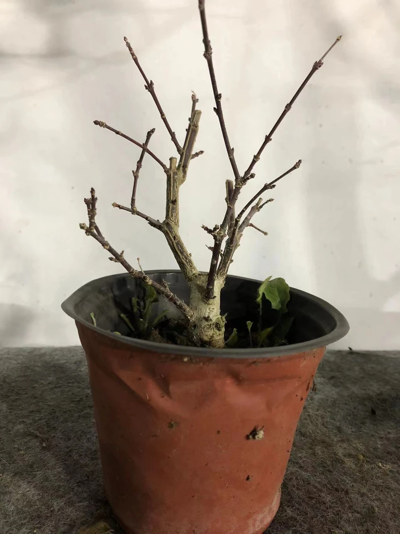 真红卫矛春天开花秋天结果耐寒好养