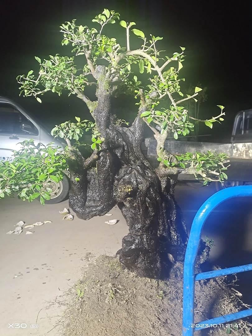 金弹子盆栽花卉绿植