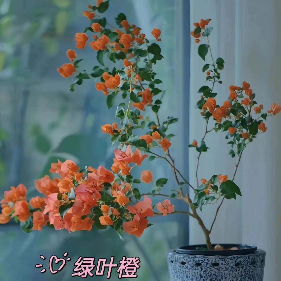 福建漳州发货【2苗颗绿叶橙9.9米】 三角梅四季开花勤花庭院好养