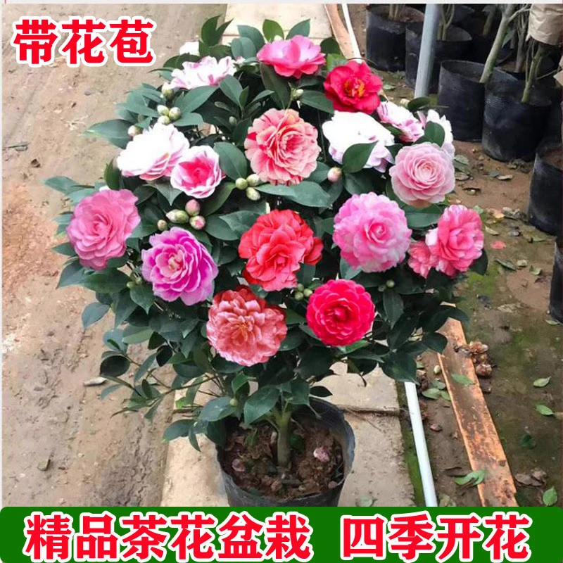 带花苞茶花盆栽四季树苗山茶花苗室内植物好养五色赤丹浓香型花卉