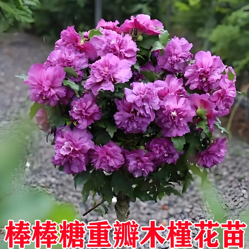 木槿花树苗重瓣大花浓香型阳台盆栽庭院小区绿化造景四季开花植物