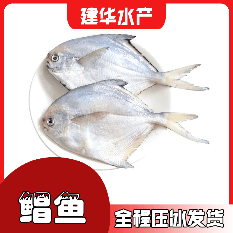 3-5斤鲳鱼【仅限福建省内可拍】