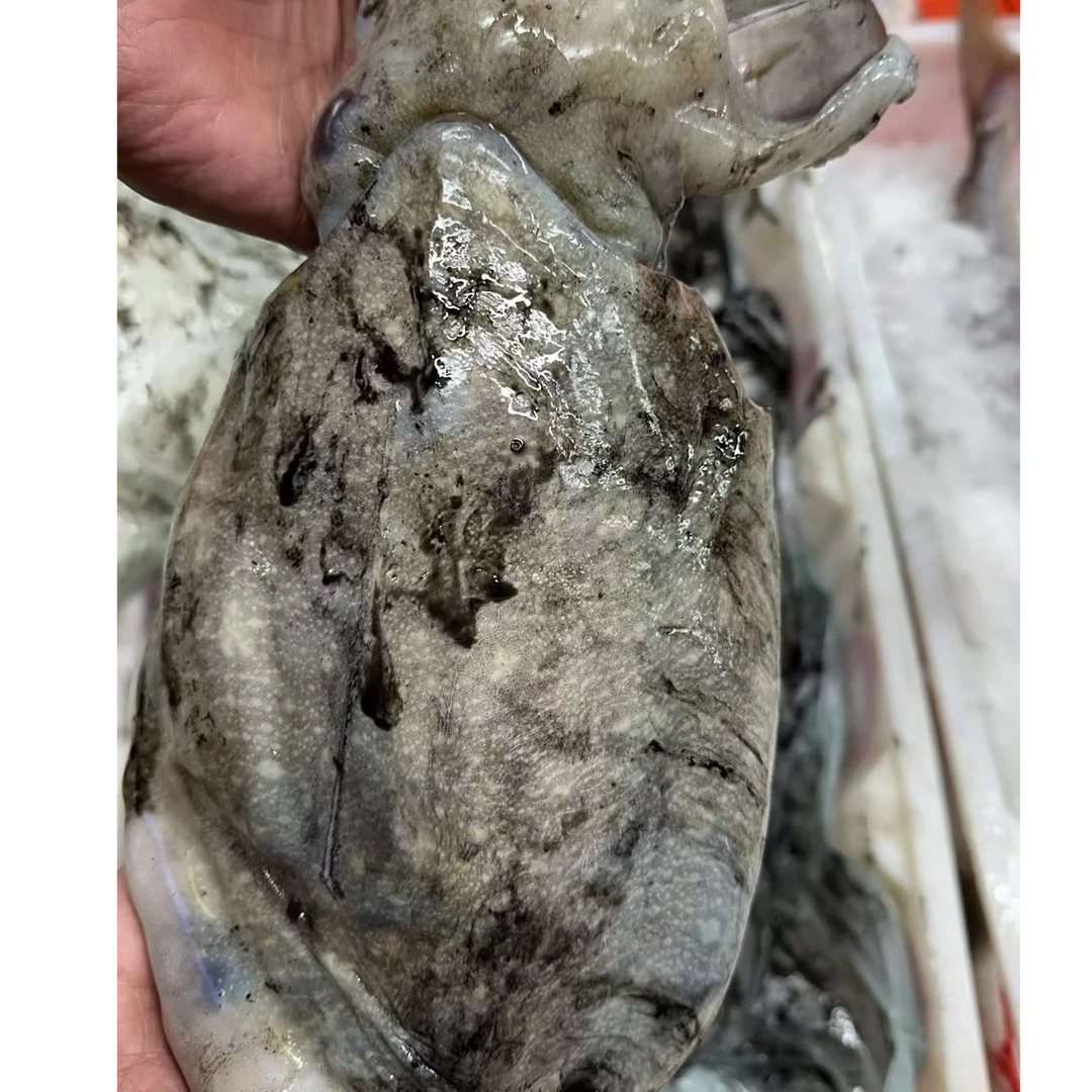 新鲜大墨鱼【仅限福建省内拍】