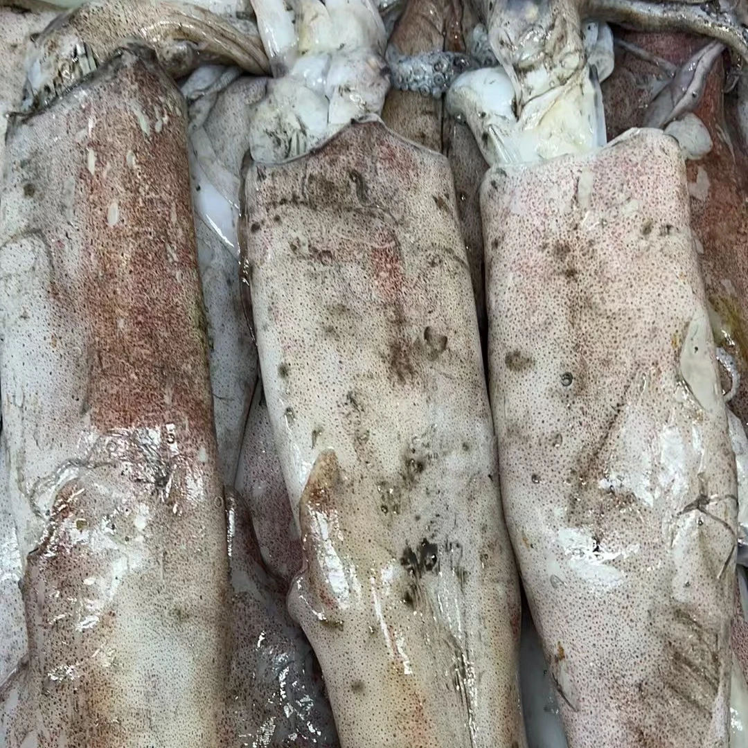 新鲜大鱿鱼（直播现称）【福建省内拍】