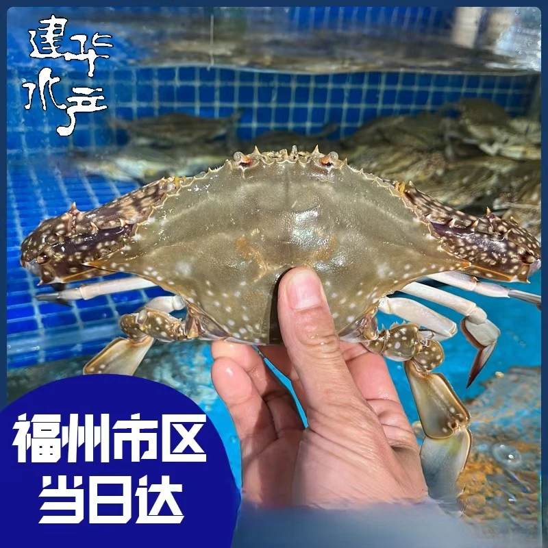 【保鲜不保活】福州冰鲜梭子蟹3斤7-10只（单只3-5两）【福建省内拍】