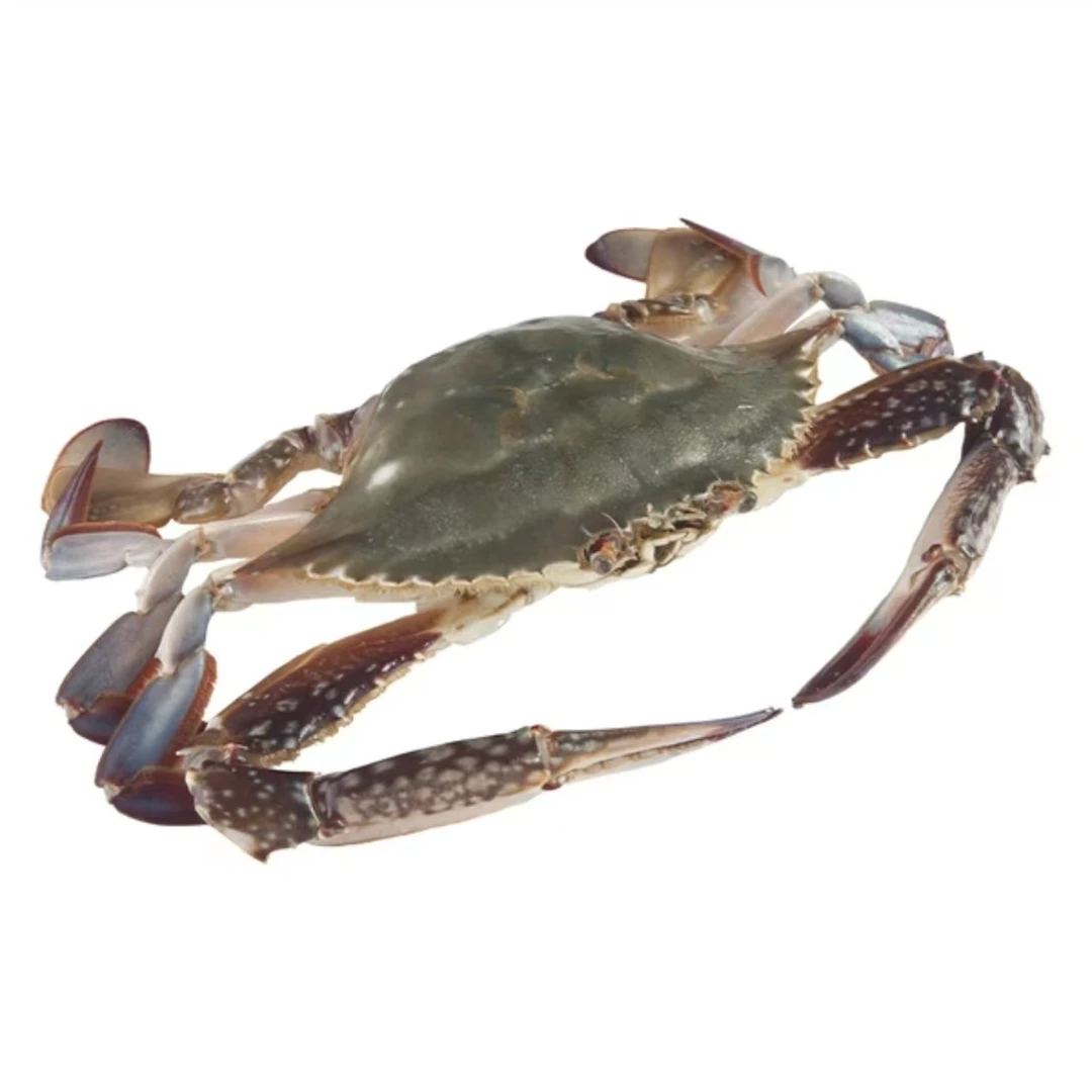 【保鲜不保活】福州缺小氧梭子蟹2-5斤（单只1-3两）福建省内拍