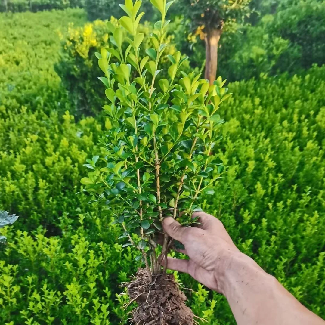 耐寒黄杨树苗篱笆小叶黄杨瓜子黄杨雀舌黄杨球庭院植物四季长青