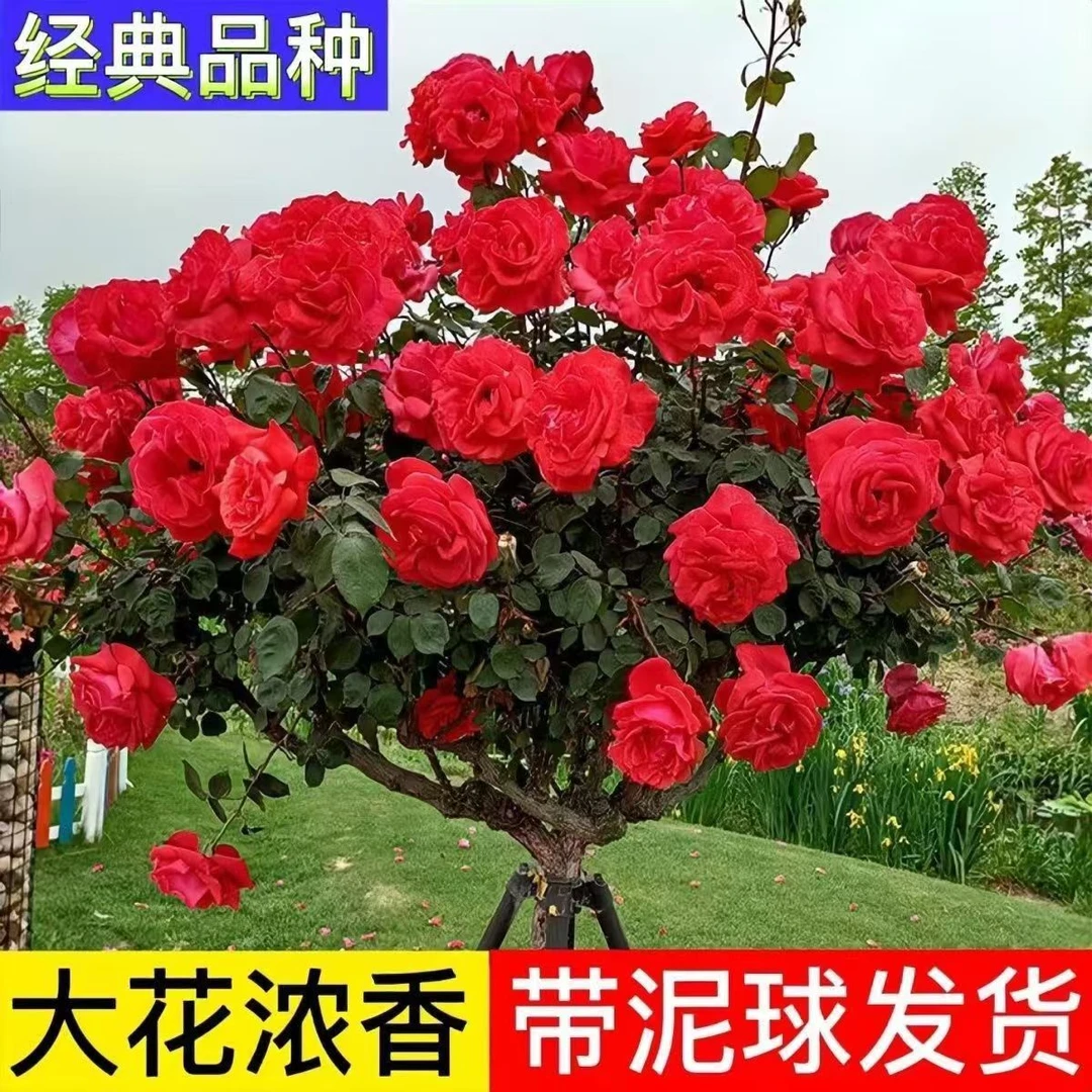 树桩月季花苗大花浓香嫁接月季树庭院别墅花卉植物四季开花树桩