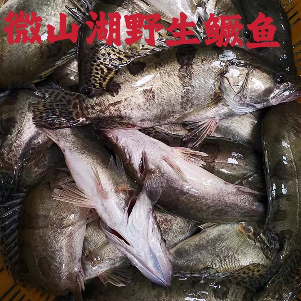 微山湖野生季花鳜鱼桂鱼鳌花（顺丰包邮）