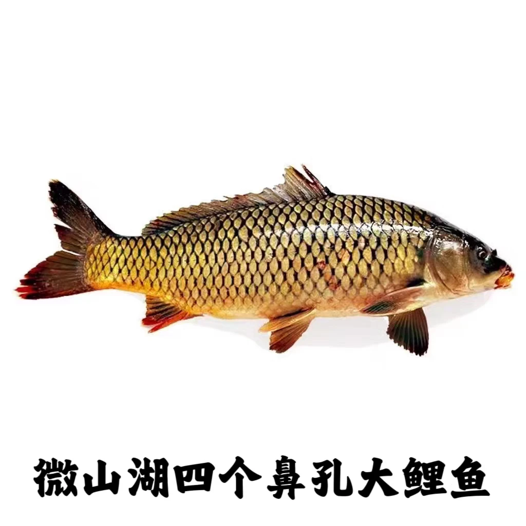 微山湖鲤鱼7.5-8斤（共3条）