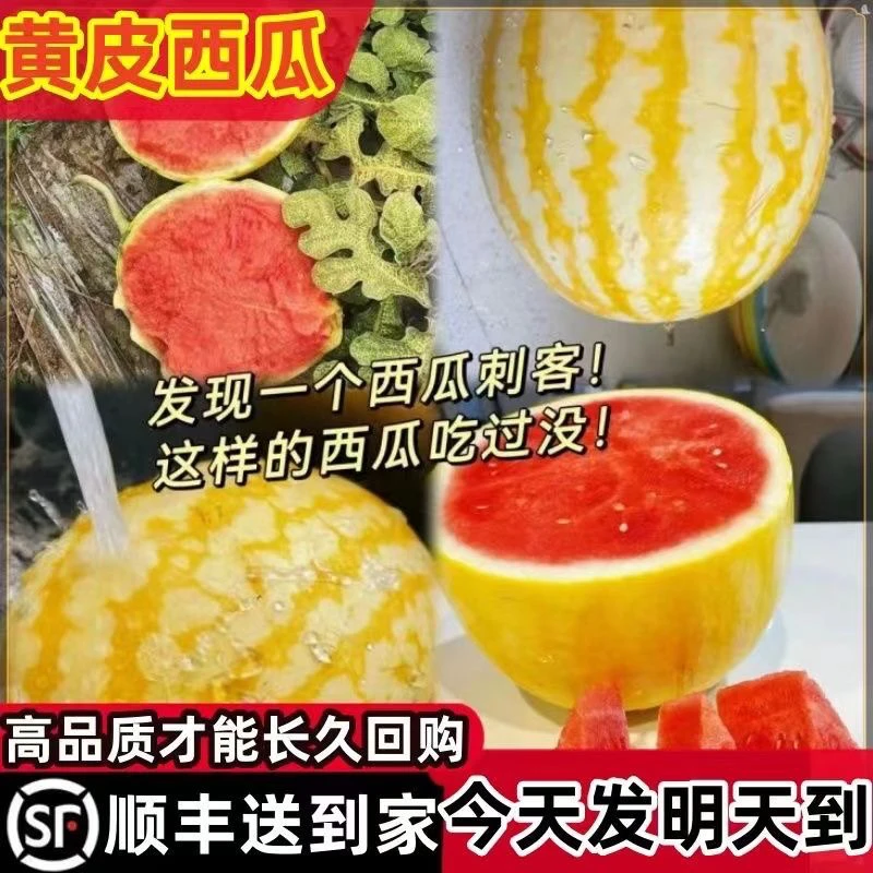 【顺丰包邮】黄皮赤金西瓜金黄后金麒麟西瓜新鲜西瓜高端礼品西瓜