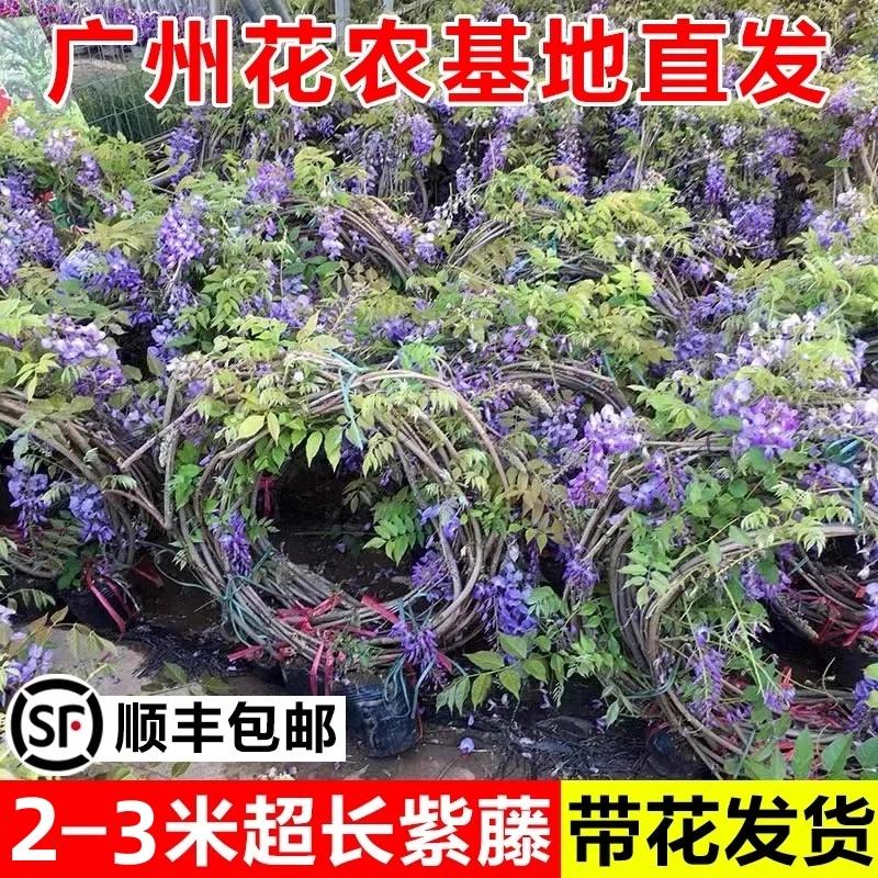 紫藤花树苗带花苞带土发货花园爬墙耐寒紫藤花苗爬藤植物庭院紫藤