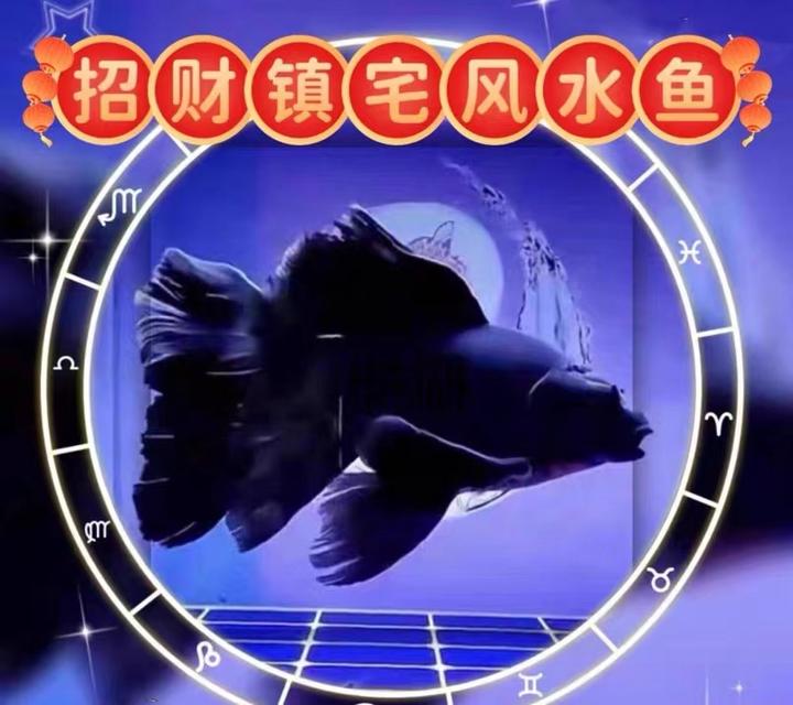 黑色墨蝶蝴蝶鲤普身短身精品大鳍大尾观赏鱼混养活体饲养鱼苗包邮