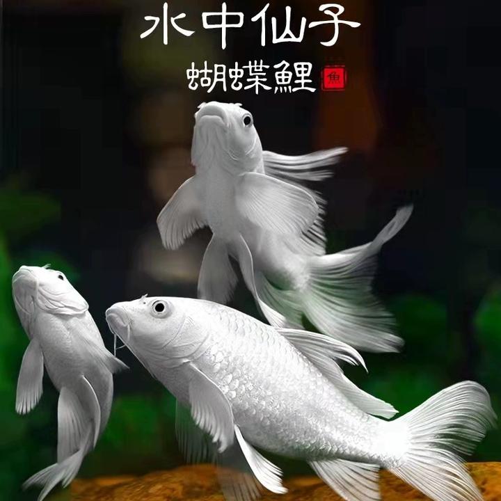 纯种蝴蝶鲤精品混养大鳍大尾贵妃短身普身冷水观赏鱼活体蝴蝶鱼