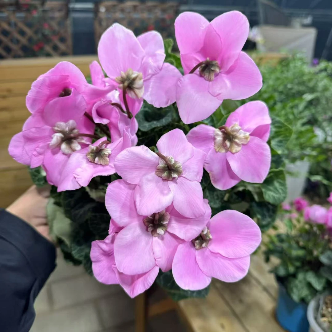 【胖胖】（巴黎之吻粉）F1代大花仙客来带花带花苞发货